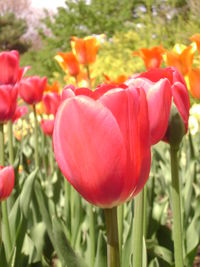 Close-up of red tulips blooming in field