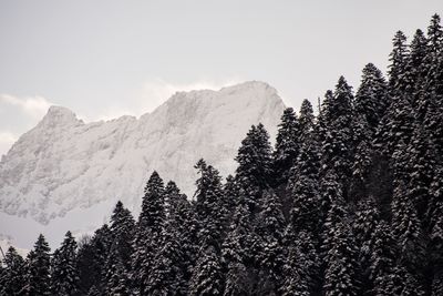 Pine trees on snowcapped mountains against sky