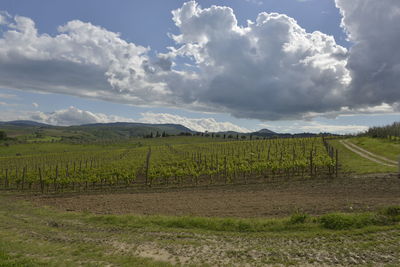 Scenic view of field against sky