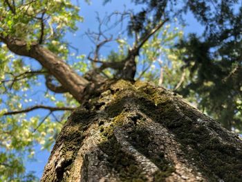 Low angle view of dead tree against sky