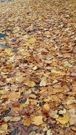 Full frame shot of autumn leaves