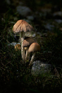 Close-up of mushroom growing on field