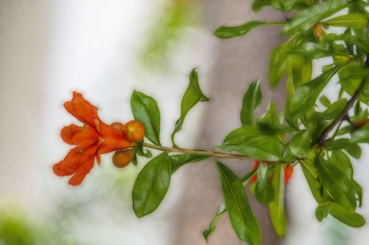 CLOSE-UP OF CHILI PEPPERS IN PLATE