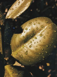 Close-up of raindrops on leaves