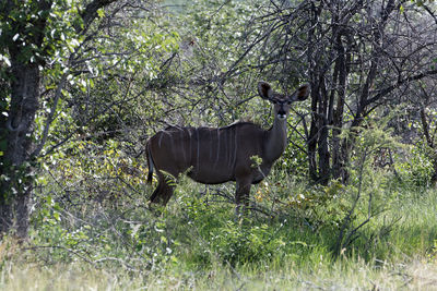 Horse in a forest