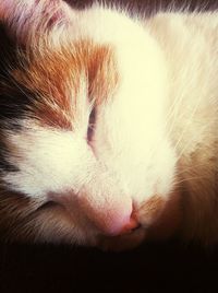 domestic animals