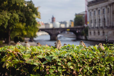 Sparrows outdoors in berlin