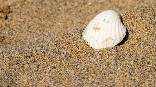 Close-up of shell on sand