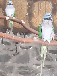 View of two birds perching