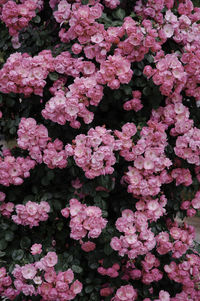 High angle view of pink rose plants