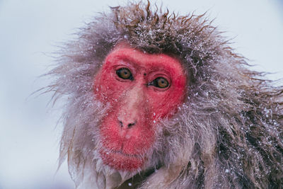 Close-up of monkey