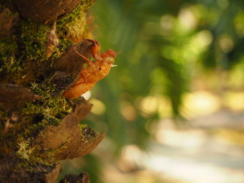 Close-up of lizard on tree trunk