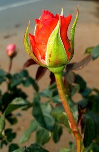 Close-up of red flower