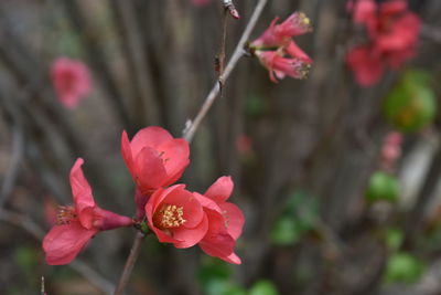 Close-up of pink cherry blossom