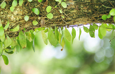 Close-up of green leaves hanging on branch