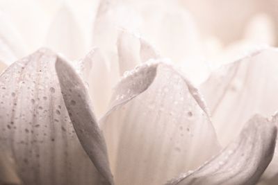 Close-up of wet white flowering plant