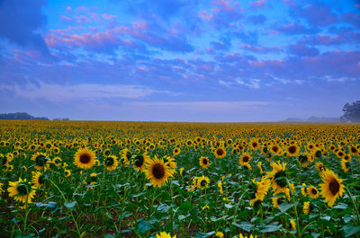 Scenic view of oilseed rape field against sky