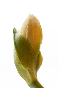 Close-up of yellow flower against white background