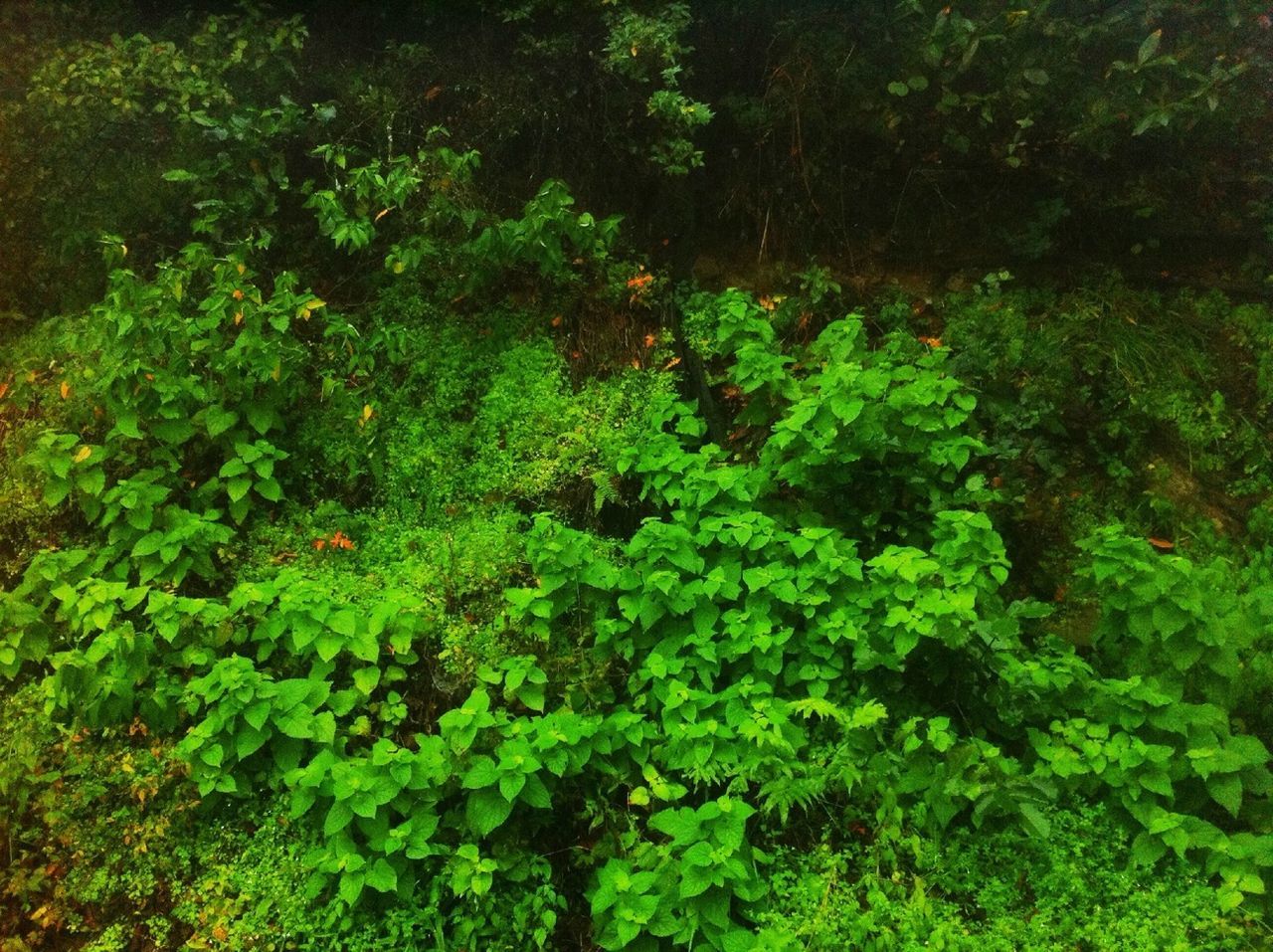 green color, growth, lush foliage, plant, nature, tree, leaf, tranquility, beauty in nature, high angle view, green, growing, full frame, forest, day, outdoors, no people, backgrounds, tranquil scene, freshness