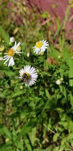 Close-up of bee on white flower