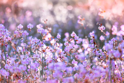 Close-up of pink flowering plants