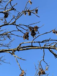 Low angle view of tree against clear blue sky