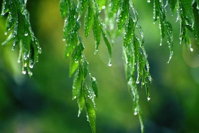 Close-up of wet plant leaves during rainy season