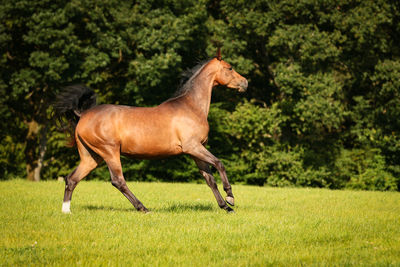 Side view of horse running on field