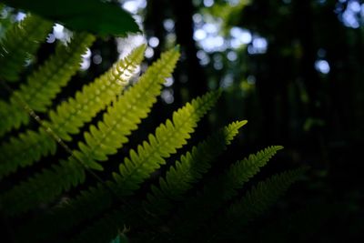 Close-up of fern leaves