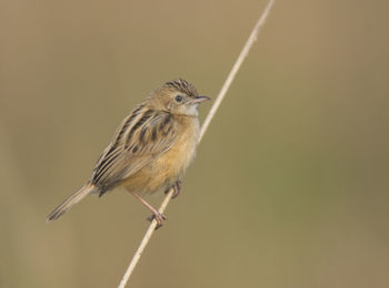 Close-up of bird perching on twig