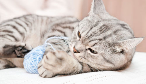 Happy tabby grey cat playing with ball of yarn on a bed. beautiful kitten indoors