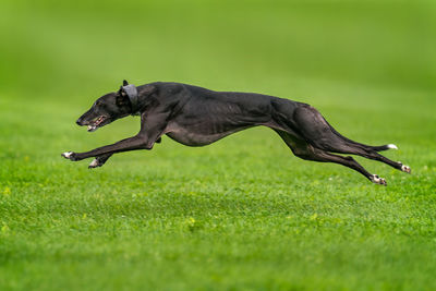 Dog on field