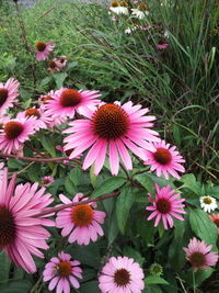 Close-up of pink flowers