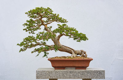 Potted plant against wall