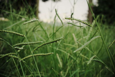 Close-up of wet plant on field