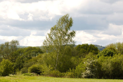 Scenic view of forest against sky