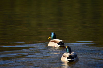 Ducks swimming on lake