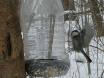 Close-up of bird on tree trunk