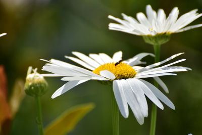 Close-up of white daisy