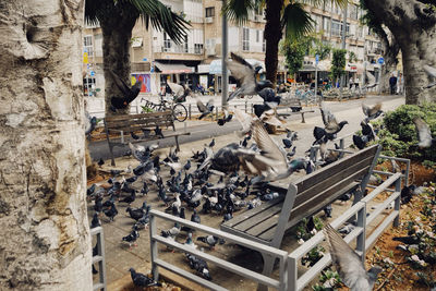 Tel aviv bench with pigeons flying off