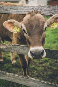 Close-up portrait of a horse