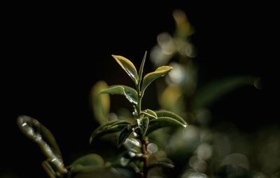 Close-up of plant against black background