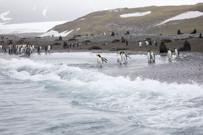 Penguins on shore at beach by mountain