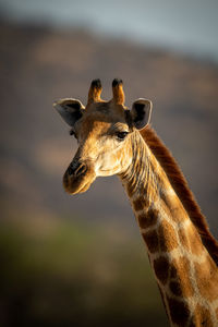 Close-up of southern giraffe head with catchlight