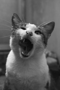 Close-up of cat yawning