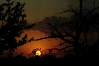 Silhouette of bare tree at sunset