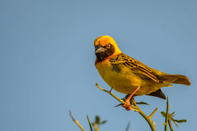 bird