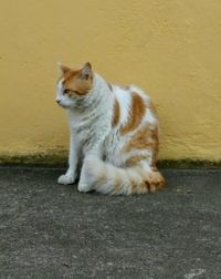 Cat sitting on wall