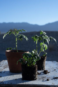 Table top view of gardening or potting bench with young tomato plants, clay pot, garden basket