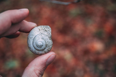 Close-up of hand holding shell